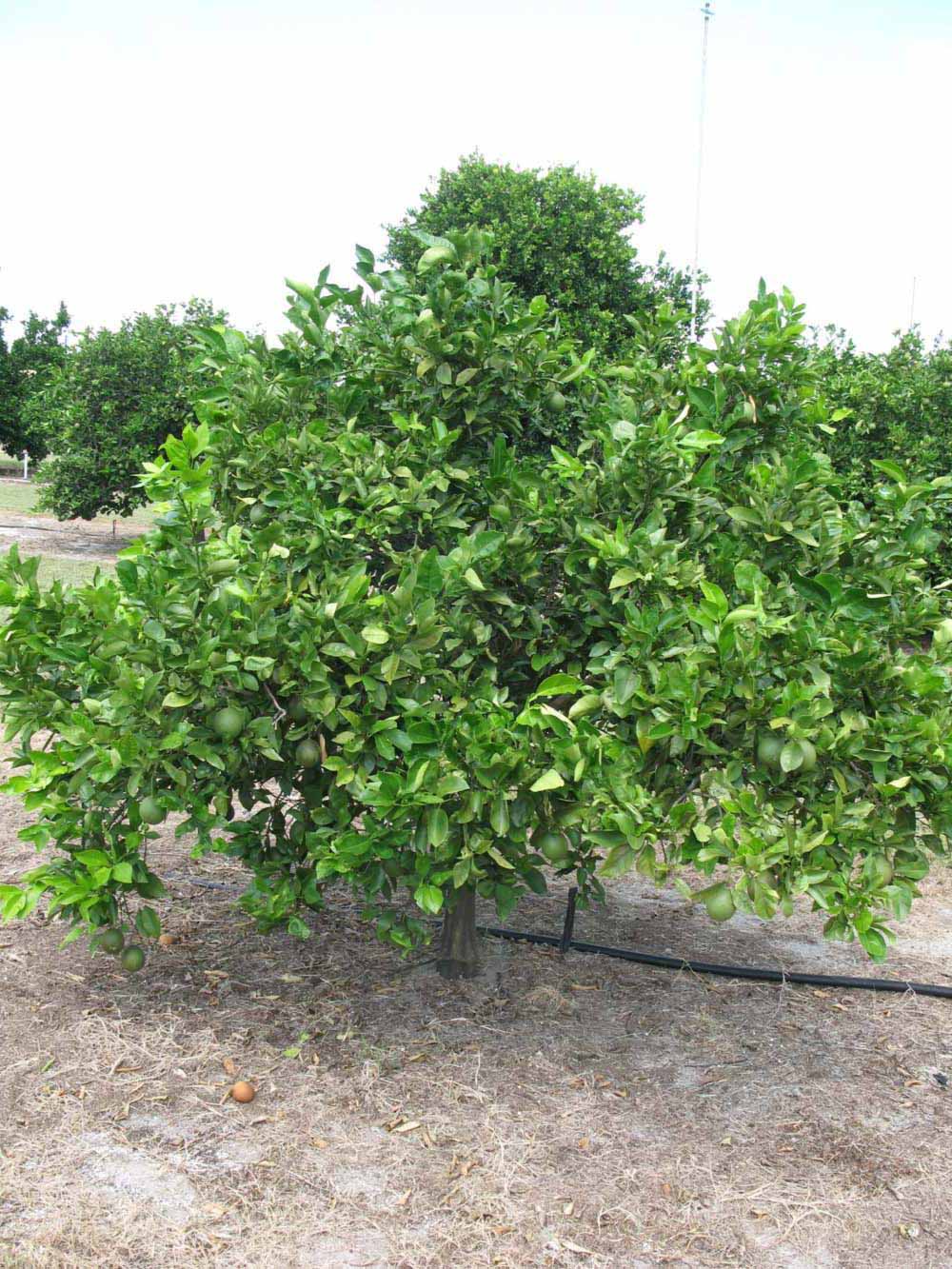            Habit (Winter Haven, FL)   